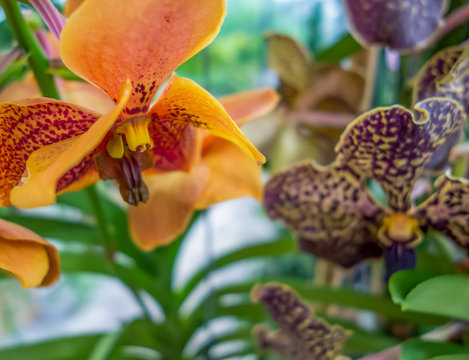 orchid flowers