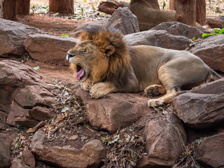 Lion the king of wildlife