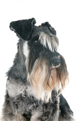 miniature schnauzer in studio