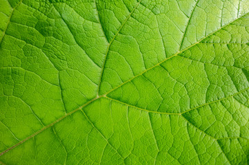 green leaf detail