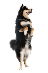 Finnish Lapphund in studio