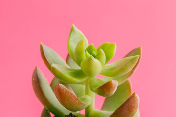 Succulent plants on pastel pink background. Flat lay.