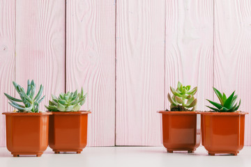Green succulents on pink wooden background.
