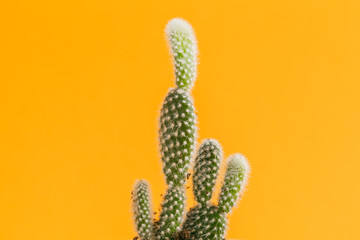 succulent plant on a yellow background.