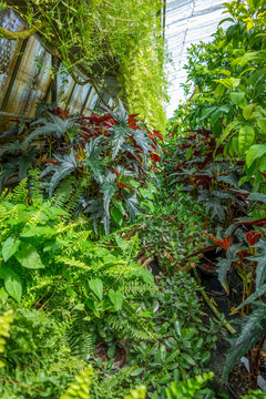 greenhouse scenery