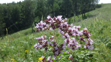 flowers in the garden