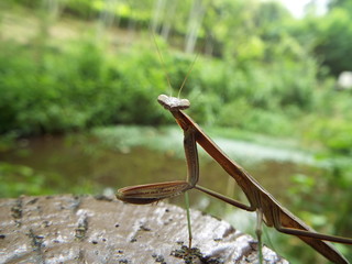 カマキリ mantis