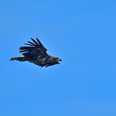 青空バックに元気に飛び回るオジロワシの幼鳥