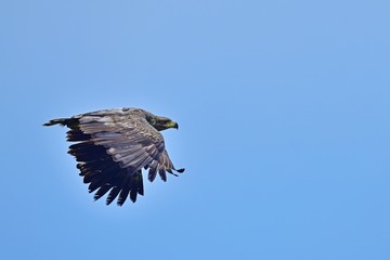 青空バックに元気に飛び回るオジロワシの幼鳥