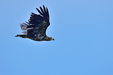 青空バックに元気に飛び回るオジロワシの幼鳥