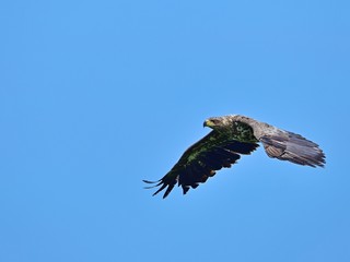 青空バックに元気に飛び回るオジロワシの幼鳥