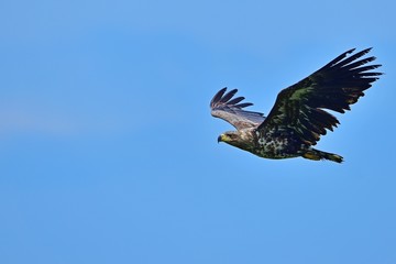 青空バックに元気に飛び回るオジロワシの幼鳥