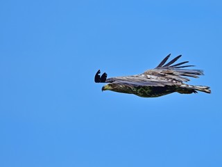 青空バックに元気に飛び回るオジロワシの幼鳥