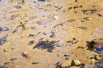 たくさんのオタマジャクシ