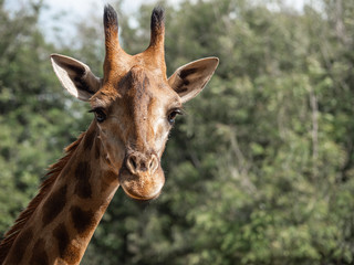 The giraffe is the highest animal