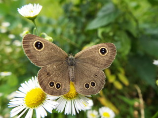 Obraz premium ヒメウラナミジャノメ butterfly