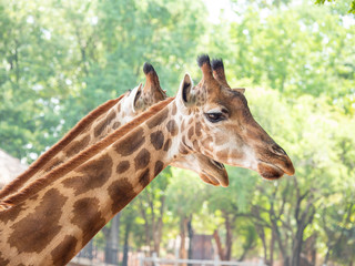 The giraffe is the highest animal