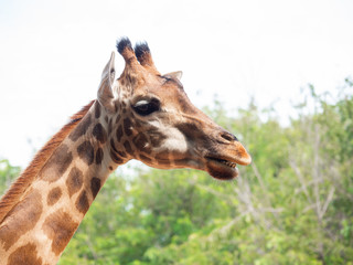 The giraffe is the highest animal