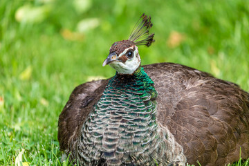 Female peacock on grass