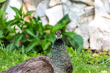 Female peacock on grass