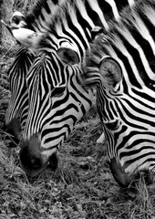 Fototapeta na wymiar close up of zebra