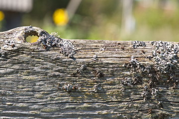 Old rotten Board covered with lichen,on a blurred background texture