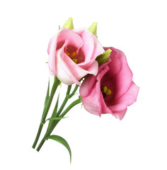 Pink eustoma flower and buds