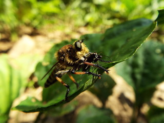 シオヤアブ horsefly