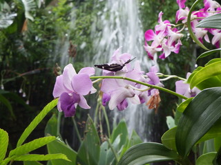 Pink orchid, white, fresh green leaves