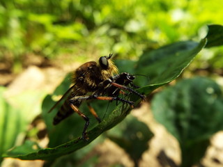 シオヤアブ horsefly