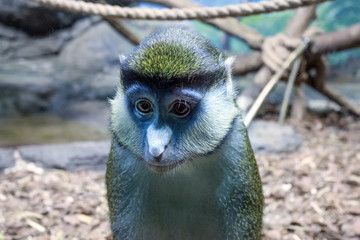 Cercopithecus ascanius monkey or Red tailed Guenon monkey