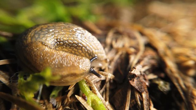 Traveling slug in the same direction