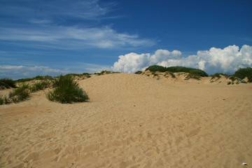 Fototapeta na wymiar Sand dunes against a blue sky with bushes