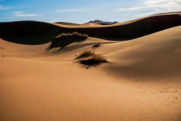 Sand dunes in the Sahara desert at sunset 