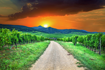 Fototapeta premium Sunset view on Hunawihr wine village in the middle of vineyards of Alsace region, France
