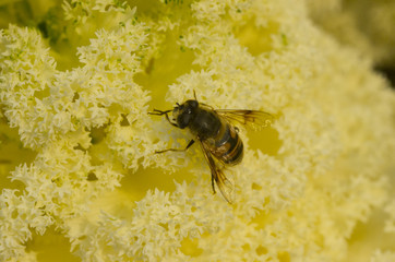 fly on the cabbage blossom