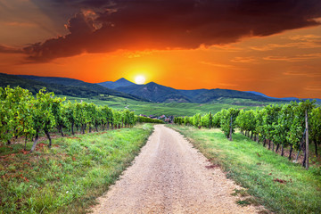 Fototapeta na wymiar Sunset view on Hunawihr wine village in the middle of vineyards of Alsace region, France