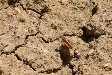 insect