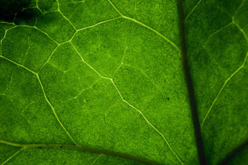 Fototapeta na wymiar Macro of a green leaf