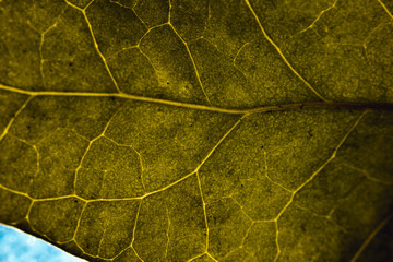 Macro of a green leaf