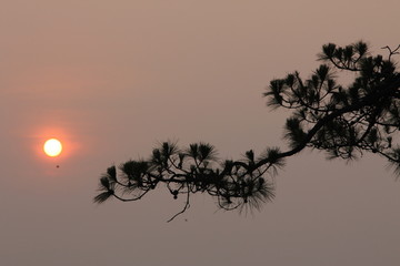 Pine Tree in Silhouette Style