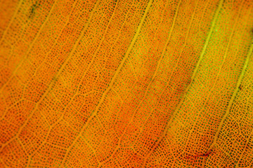 Macro of an orange leaf