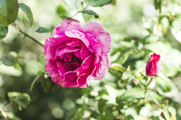 Detail of a pink rose