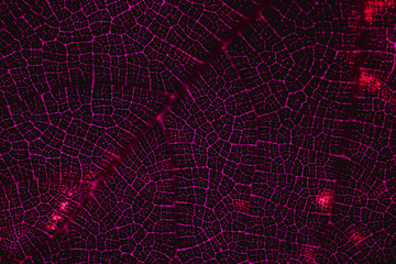 Detail of a red leaf