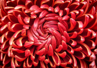 Closeup shot of a red flower with complex structure