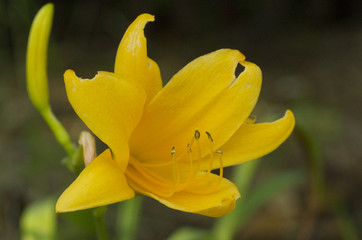 closeup of yellow lily blossom