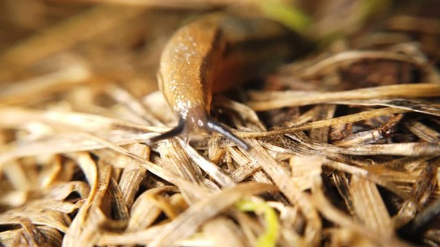 Traveling slug in the same direction