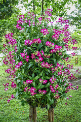 Beautiful pink orchids.