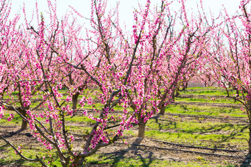 blooming peach trees in spring