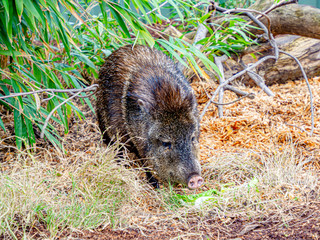 Peccary in Bush